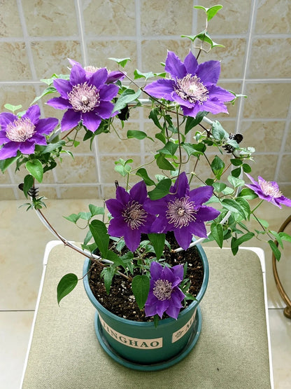 Clematis ‘Bijoul | Evipo030'|  啤酒