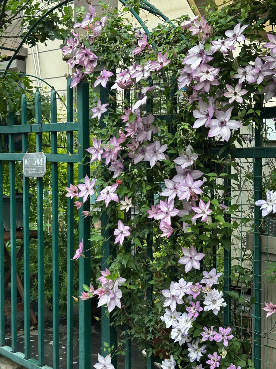 Clematis