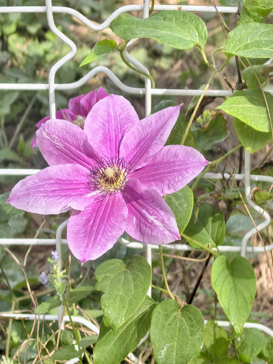 Clematis ' My Darling  | 我的爱人 亲爱的