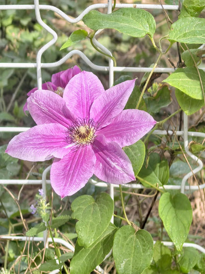 Clematis ' My Darling  | 我的爱人 亲爱的
