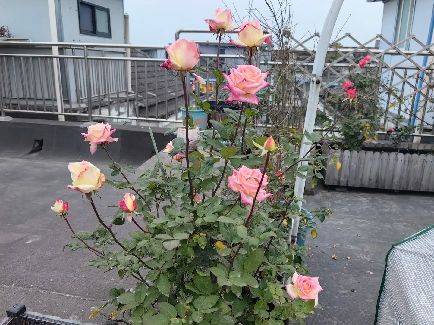 Rose  ‘  Verdi  ’  绝代双骄