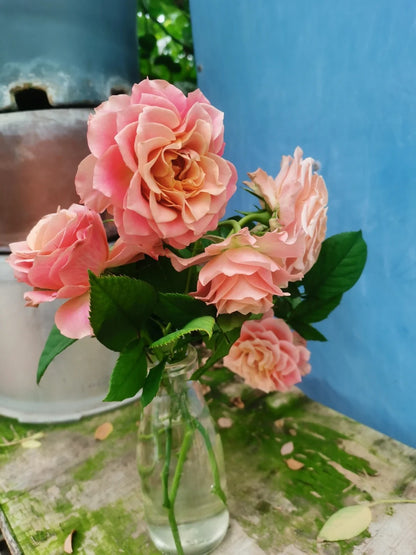 Rose ‘Kokoro no Kizan| こころのきざん  ’ 心之牵绊