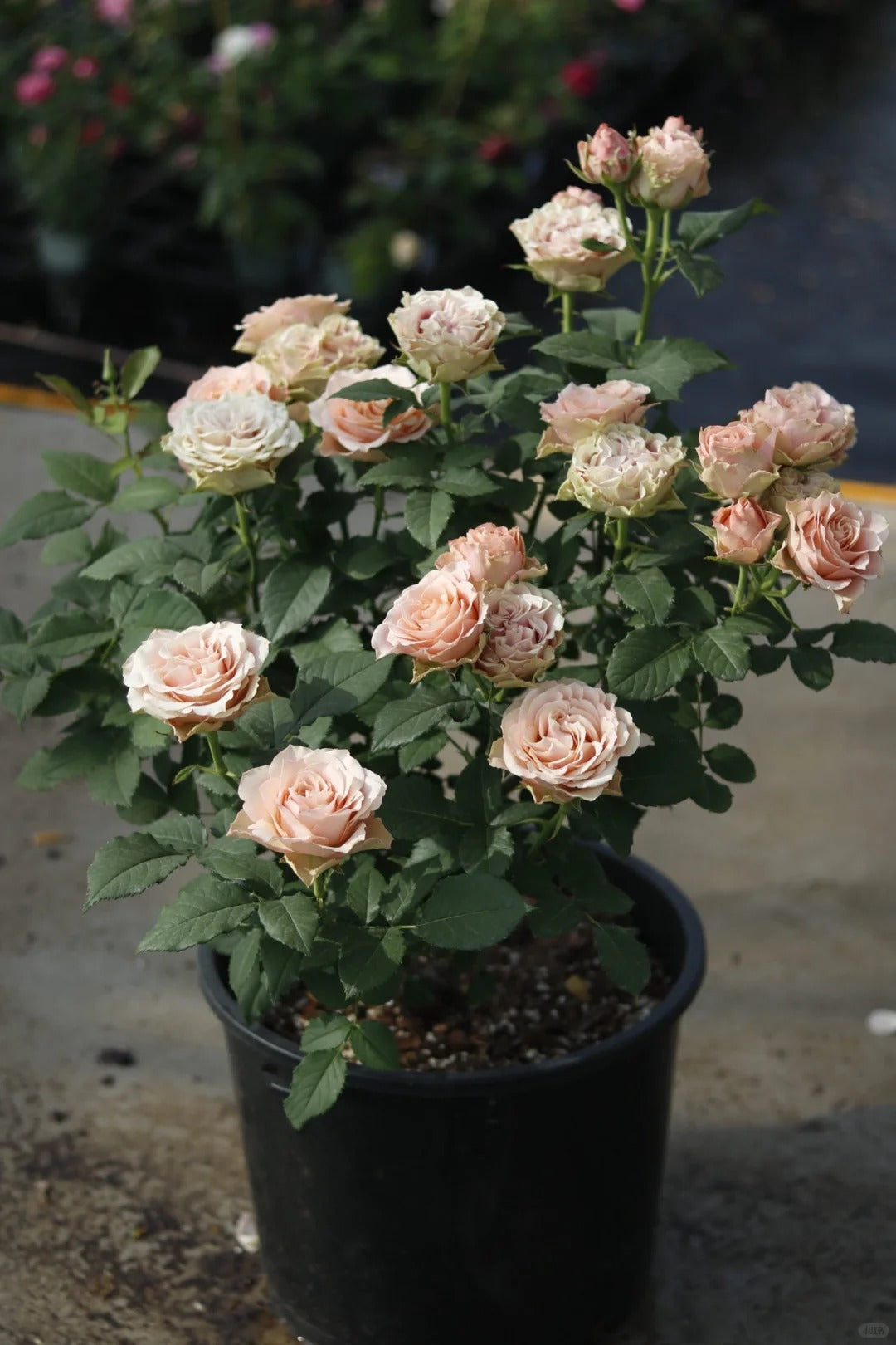 Rose ‘Kokoro no Kizan| こころのきざん  ’ 心之牵绊