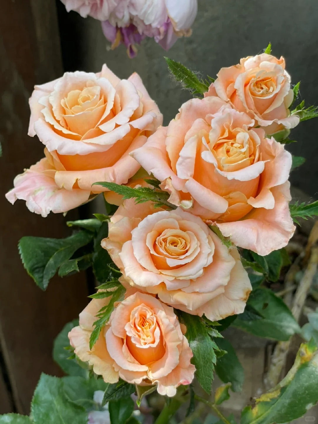 Rose  ‘  Shimmer  ’  微光
