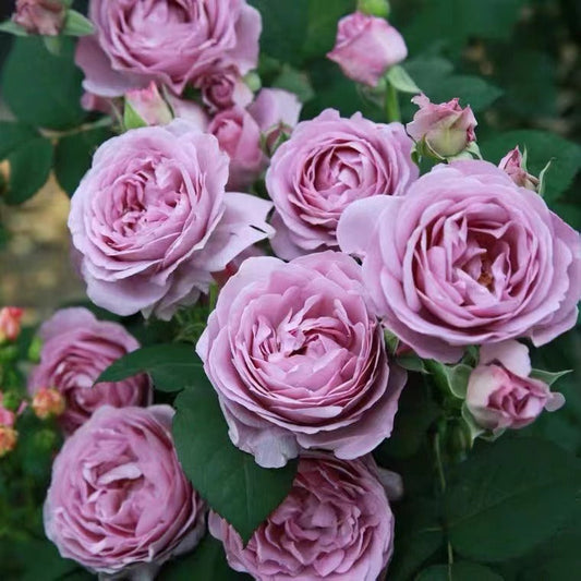 Rosa  'Blue Storm | しのぶれど| 蓝色风暴 '