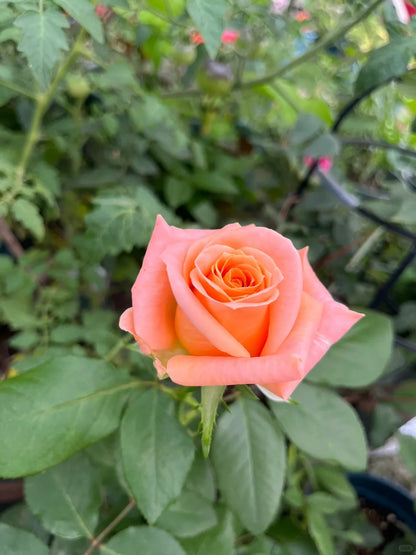 Rose  ‘  Shimmer  ’  微光