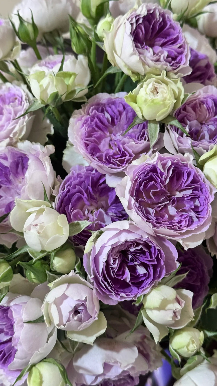 Roses from Japan