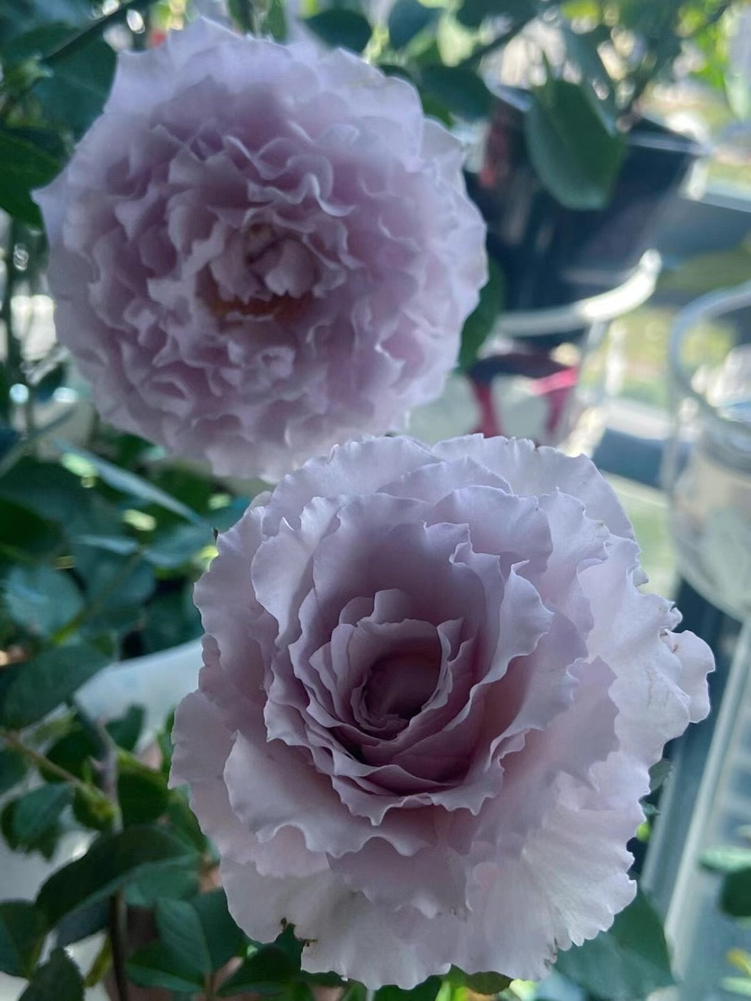 Rose ' Libellula | リベルラ | 蜻蜓 '