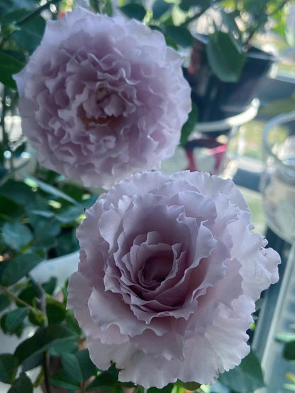 Rose ' Libellula | リベルラ | 蜻蜓 '