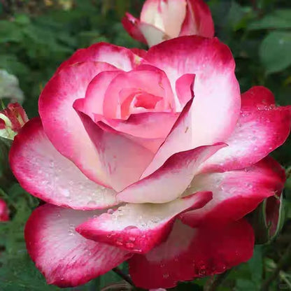 Rose   ‘ Jubilé du Prince de Monaco ’  摩纳哥公爵