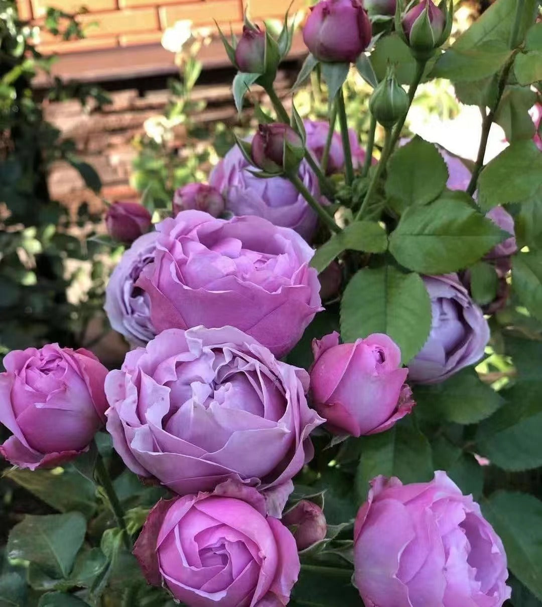 Rose 'Misty Bubbles | 紫雾泡泡'