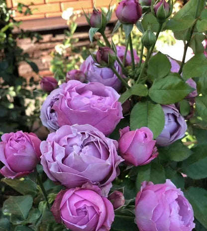 Rose 'Misty Bubbles | 紫雾泡泡'