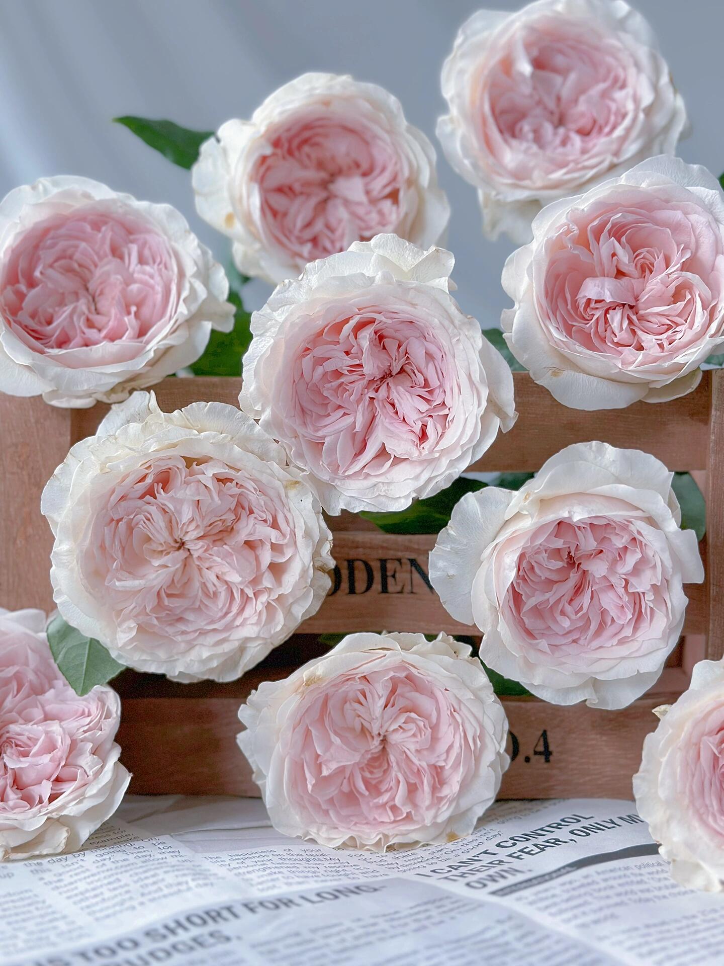 Rose  ‘ Les fraises ｜草莓奶昔 ’