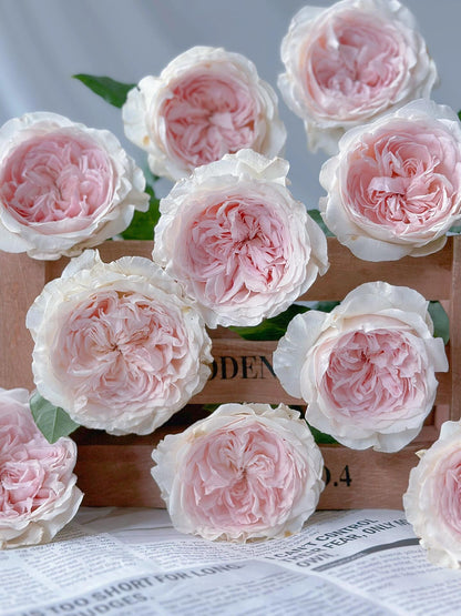 Rose  ‘ Les fraises ｜草莓奶昔 ’