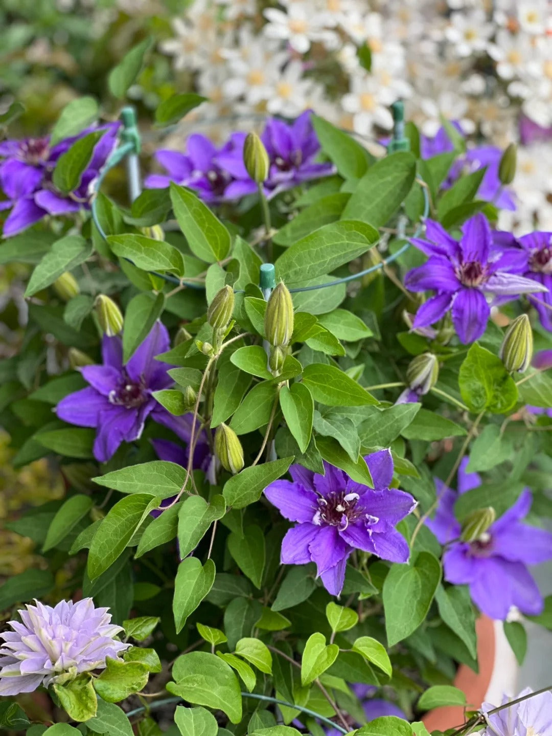 Clematis ‘’Parisienne |巴黎风情‘’