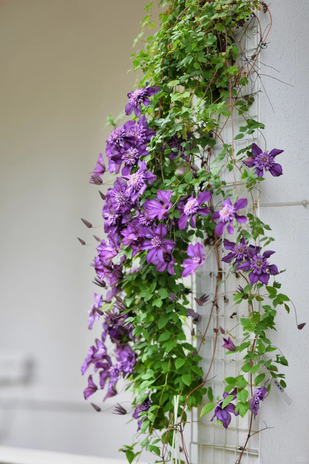 Clematis ‘Cassis’| 卡西斯