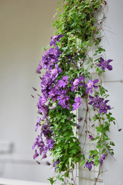 Clematis ‘Cassis’| 卡西斯