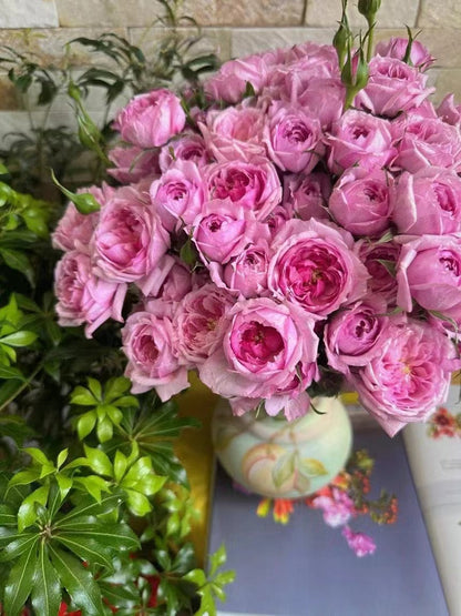 Rose 'Fée Clochette | フェクロシェット｜铃之妖精  '
