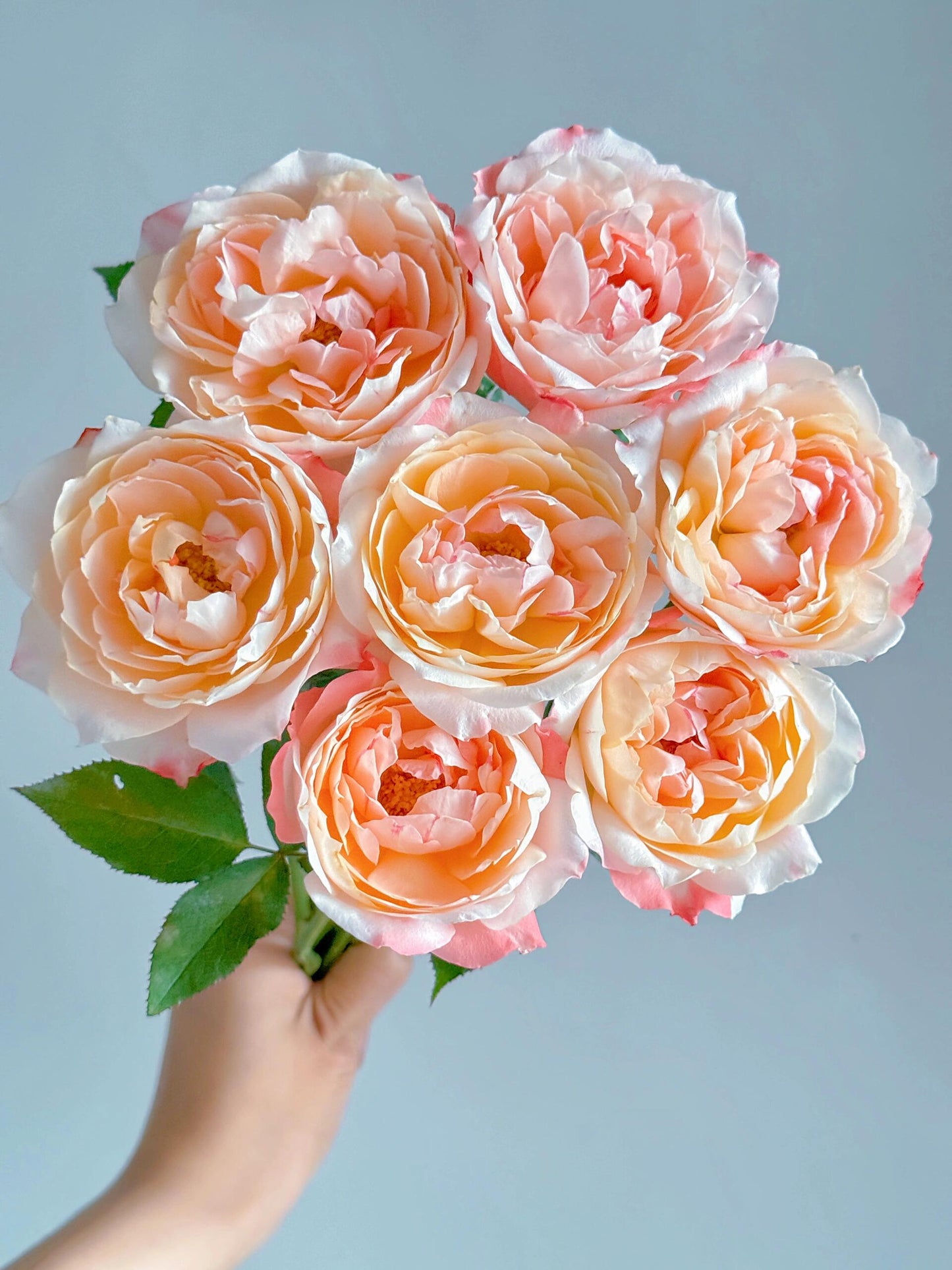 Rare Rosa ‘ Chance Pom |シャンスポム  | 苹果运气 ’