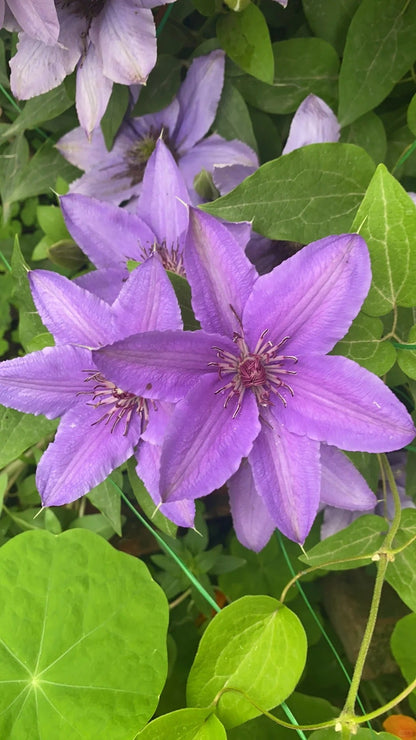 Clematis ‘’Parisienne |巴黎风情‘’