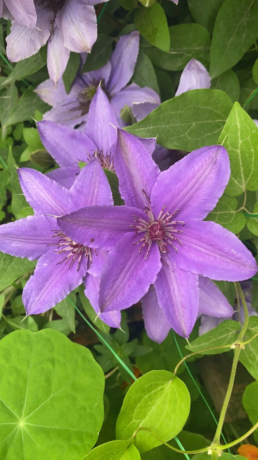 Clematis ‘’Parisienne |巴黎风情‘’