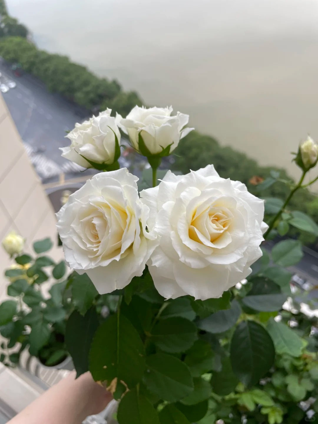 Rose ‘  lce Cream Balcony | 冰淇淋阳台 ’