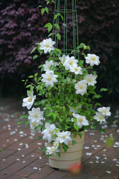 Clematis  ’ Isago |  伊萨哥