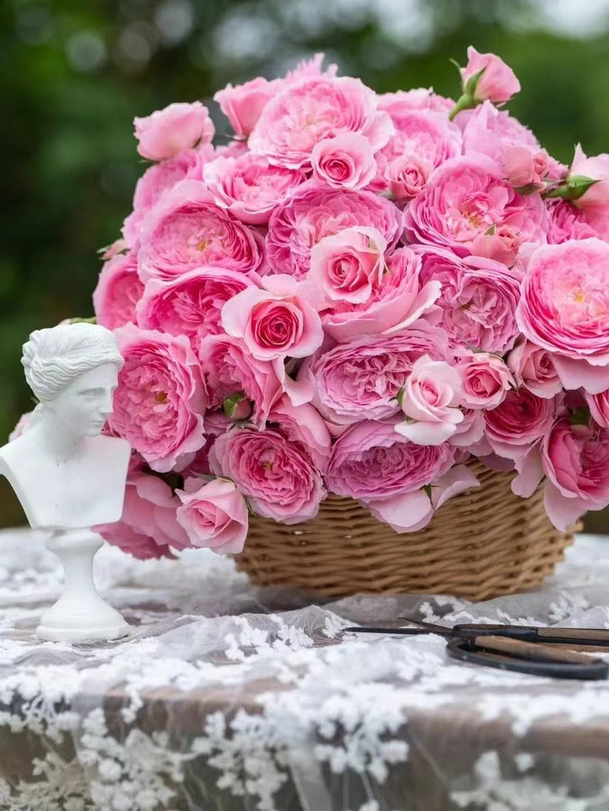 Rare Rose 'WanShan  | 纨扇| New varietie 2020 '