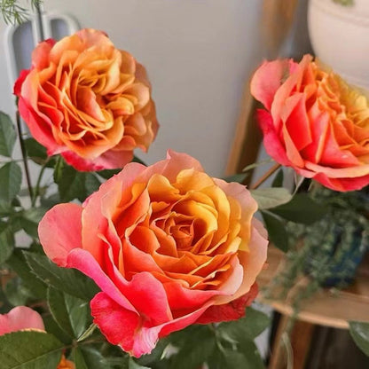 Rose  'El Paso ｜艾帕索 '  - Award winning