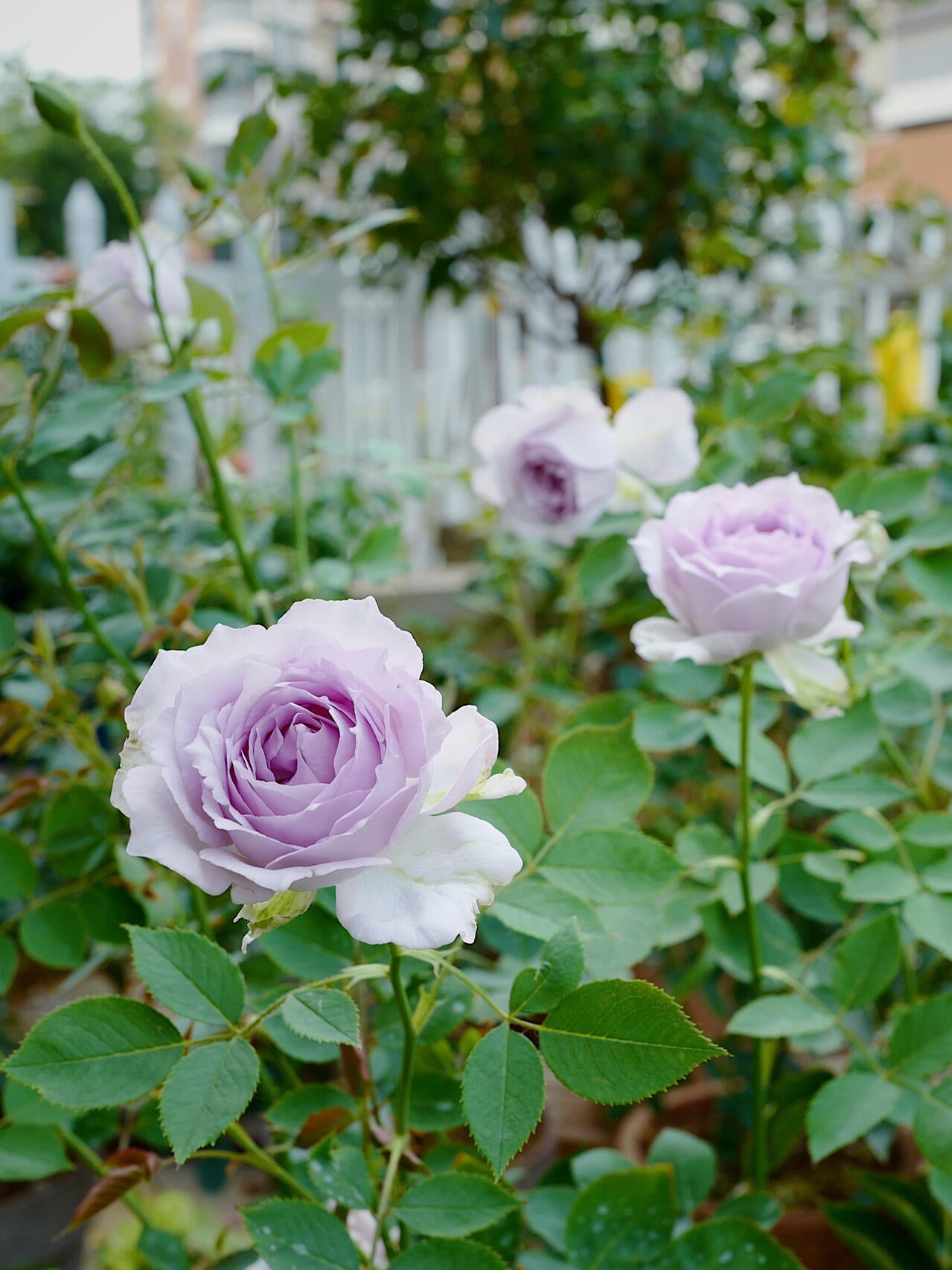 Rose ‘ Lucifer｜ルシファー | 光の天使 | 路西法
