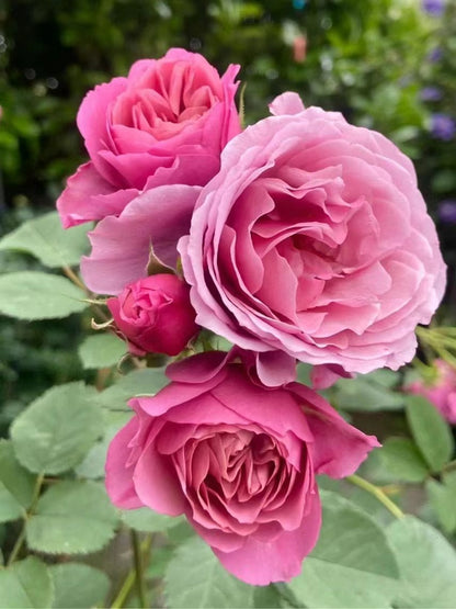 Rose ‘Aoi |あおい|葵 ’
