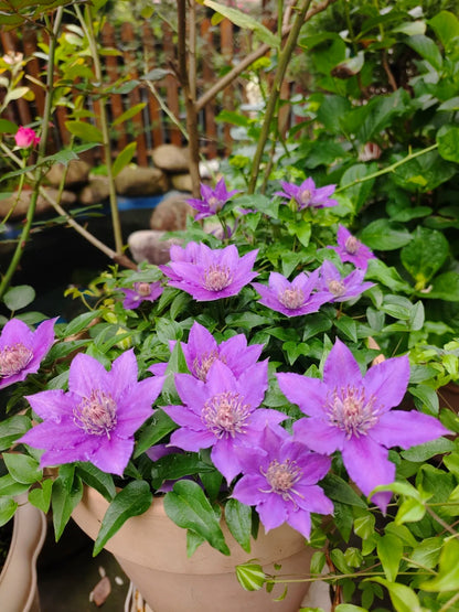 Clematis ‘Bijoul | Evipo030'|  啤酒