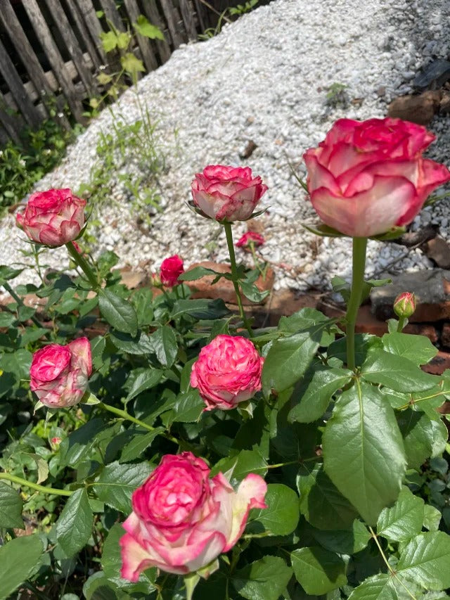 Rose  ‘  ’  闪电切花