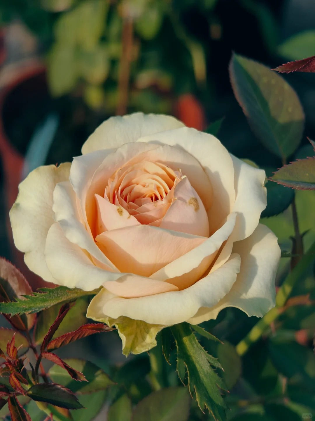 Rose  ‘ Divina ’ 迪威娜