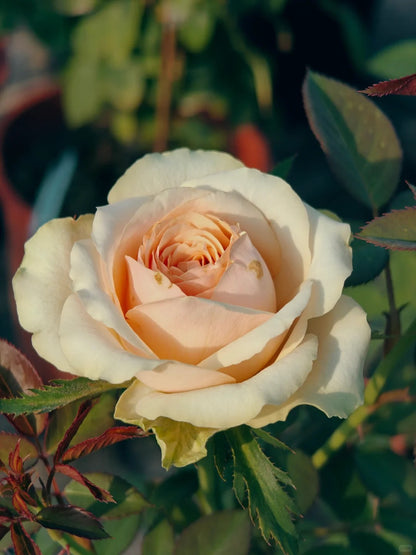 Rose  ‘ Divina ’ 迪威娜