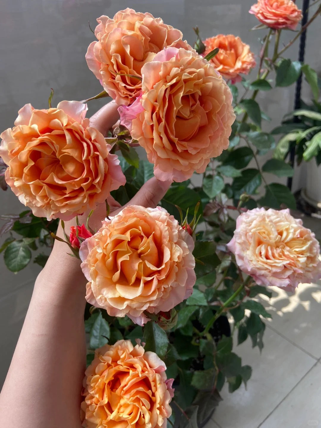 Rose  ‘   Cherry Brandy |  チエリ-プランデ- ’  樱桃白兰地