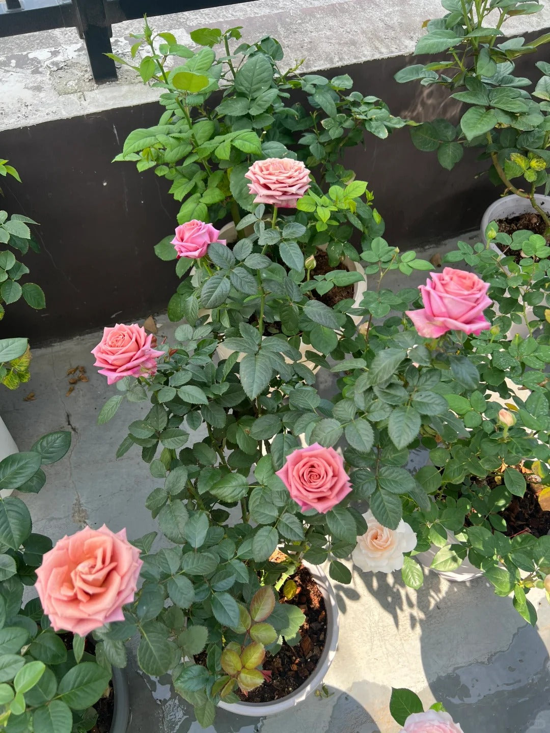 Rose  ‘Barista ’ 调香师 咖啡师 - New Variety Coffee Rosa