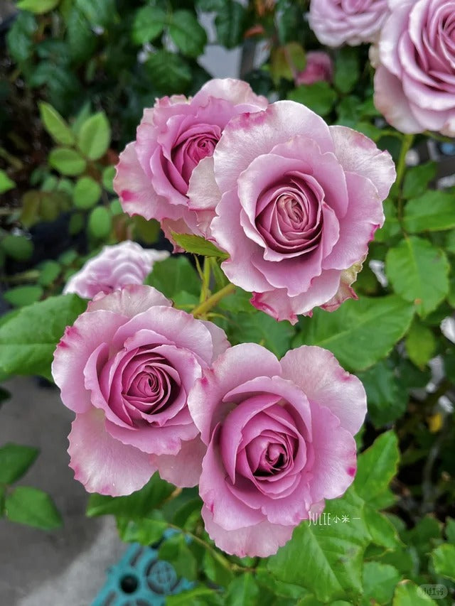 Rose ‘ Mont martre  |  蒙特马特