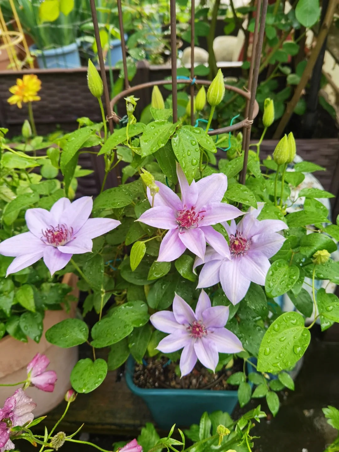 Clematis 博纳迪恩