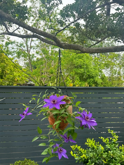 Clematis ‘’Parisienne |巴黎风情‘’