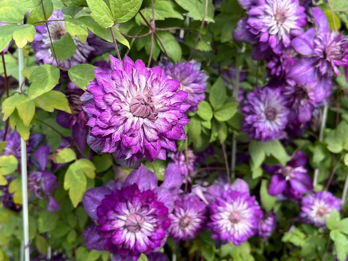 Clematis ‘Cassis’| 卡西斯