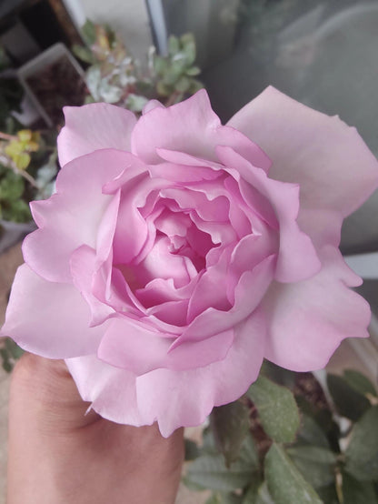 Rose  ’ Lu Ning Xiang｜露凝香 - New 2022