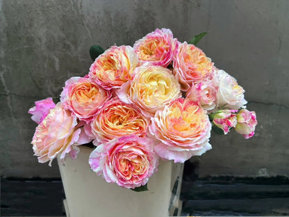 Shrub Rose ‘Claude Monet  | モネ  | 莫奈 ’