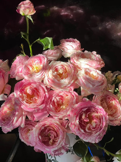 Shrub Rose ‘Claude Monet  | モネ  | 莫奈 ’
