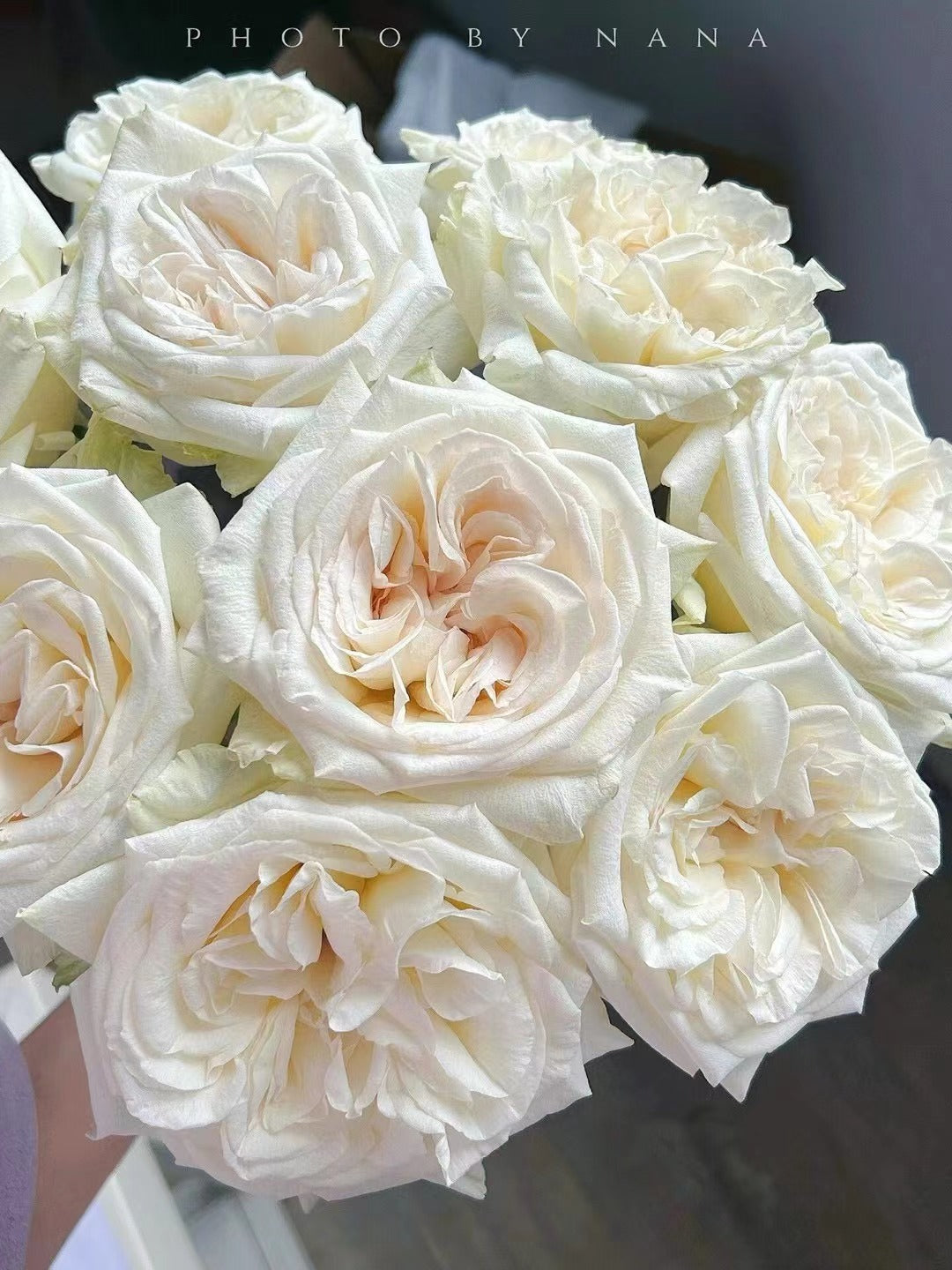 Rose  ‘ White O'Hara | 白荔枝 ’