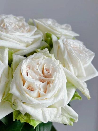 Rose  ‘ White O'Hara | 白荔枝 ’