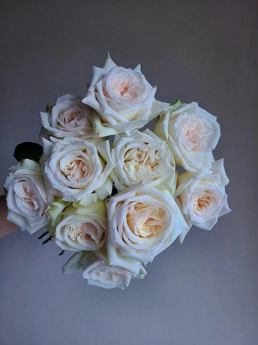 Rose  ‘ White O'Hara | 白荔枝 ’