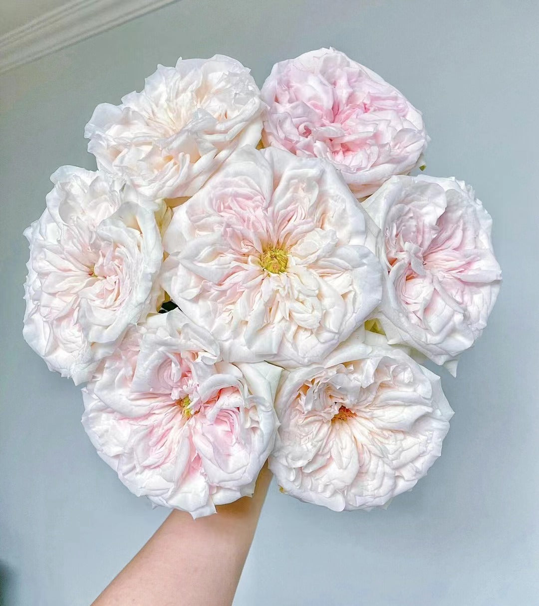 Rose  ‘ White O'Hara | 白荔枝 ’