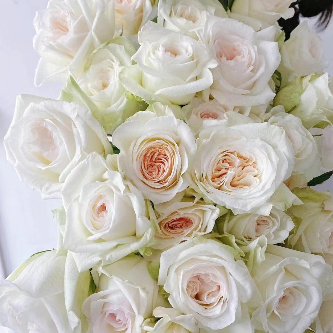 Rose  ‘ White O'Hara | 白荔枝 ’