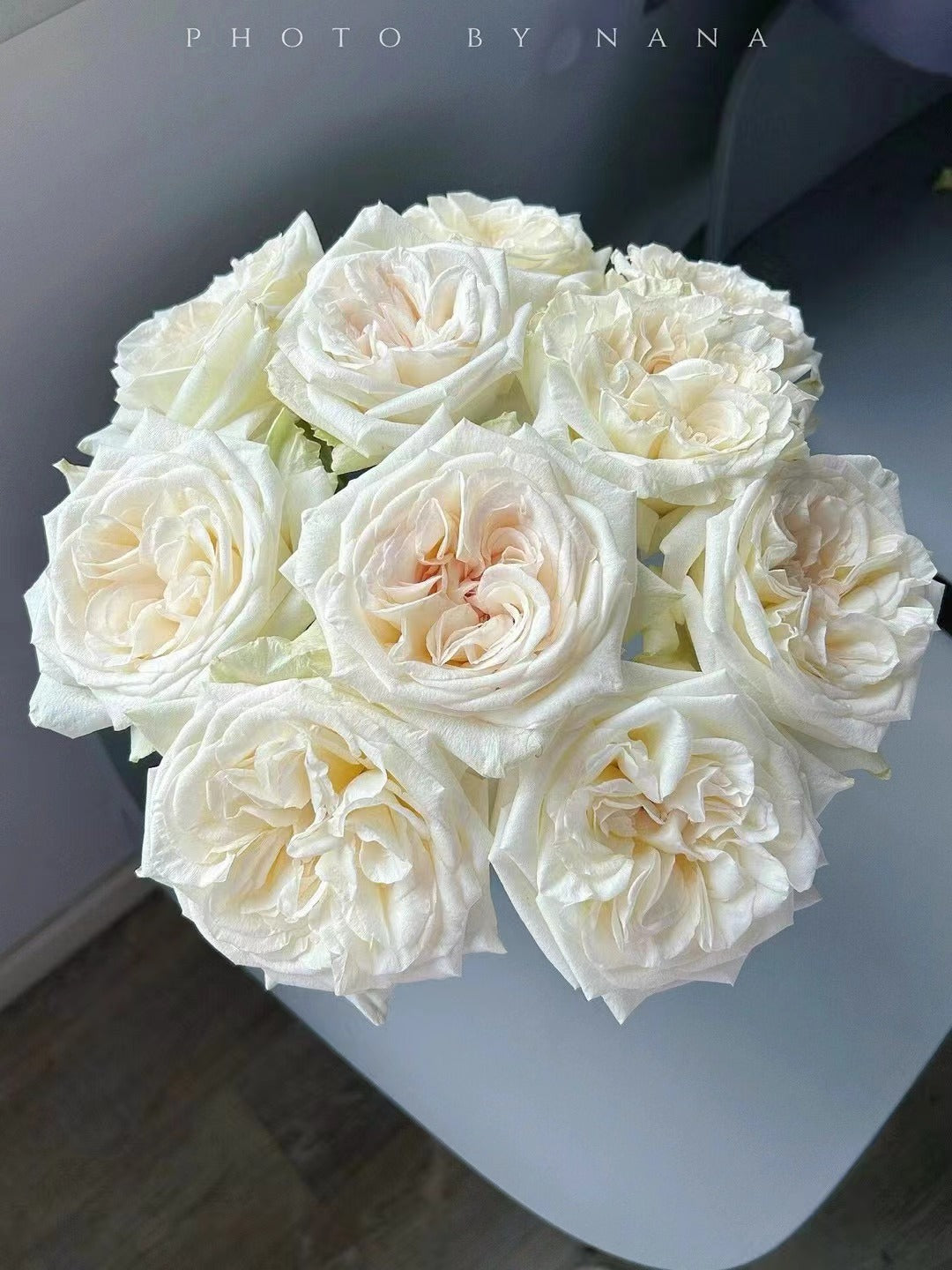 Rose  ‘ White O'Hara | 白荔枝 ’